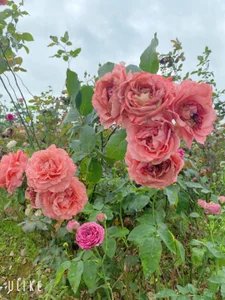 xxDepzaixxAlbum图片 2