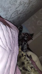 VandaRossiのMy favorite Splyushka😻 Splyushka will be glad of your financial support♥の枚の写真