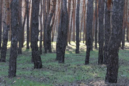 Milka_Web Public зображення 5