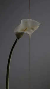 EvelynPorshe flower extravaganza Foto