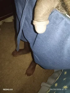 fuck_allday77's My beautiful black dick Sex Photo 1