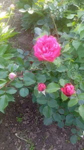 948197 Public зображення 3