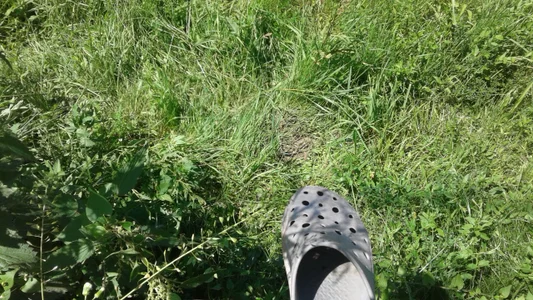 ExquisiteMature Mystic herbs Hình 4