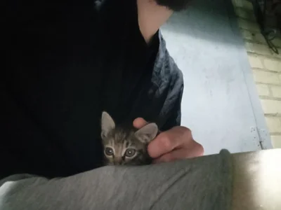 KaelNox Me and cat Pic