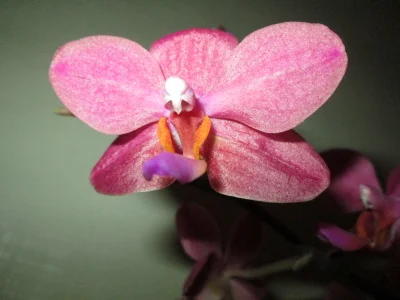 My orchids! od MISSBOOBS  4 snímek