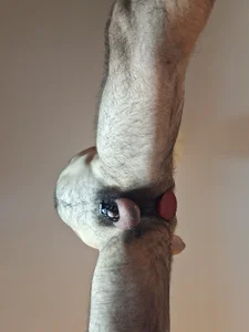 Showing my stuffed hole and my cock in cage de Elias_la_salace  6 Imagens