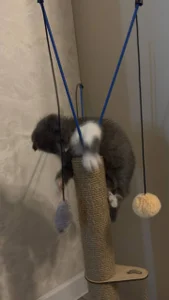 Zdjęcia AliceBrayan angelic babyyyyy😍😍😍:  3