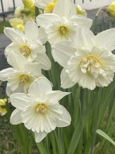 Alma- My Plants☘️🌿 Pic 7