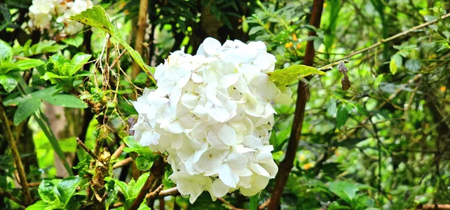 Kore_Persephone 📸🩵🪷🌻My Friends the Flowers🌻🪷🩵📸🎬🌿🥀 รูป  5