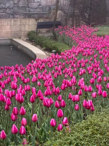 Candy_Sweetie_ Beautiful flowers Hình 8