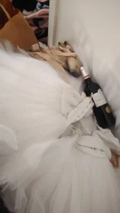 MirandaGlow White swan Εικόνα