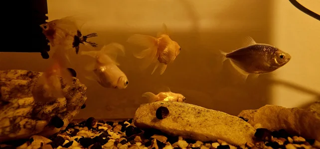 Kore_Persephone 🐚🐠Fish🐟🐡 사진 4