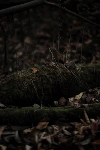 Dark_Brii my life♥ Pic