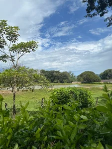 nezonx Nature Vibes 🎋🌴🌳 Kuva 4