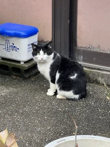 とあるお店のお猫様。 de hachunemiku  Imagens