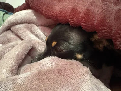 2Angela_ Pet Atlas 🐶 Pic 2