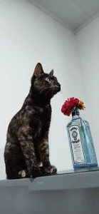 sofi_blainee my cats Pic