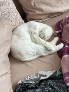 tyler_8x my cats Poză 6