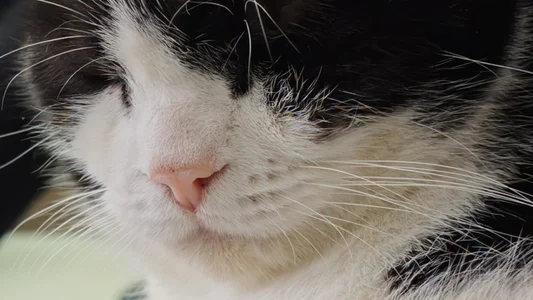 RedDadd86 Frame Immagine 