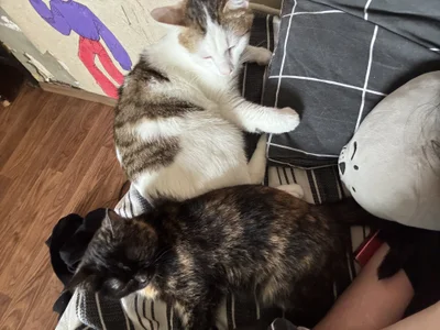 Jennifer_Broccoli My cats😽 Εικόνα