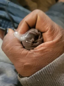 Nice_n_hairy580 Solo papi Pic 3