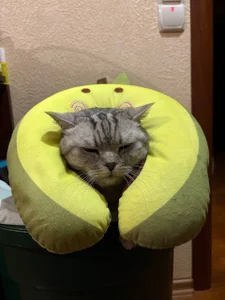 luna_berryy I would like to become a cat for a couple of days😸 Pic