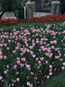 Candy_Sweetie_ Beautiful flowers Hình 3