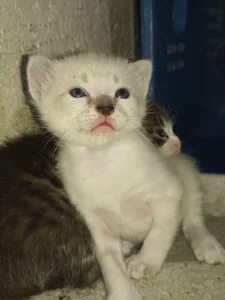 my baby kittens de Mizuki_genshin  Imagens