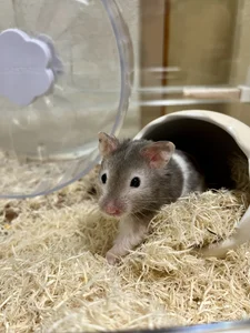 Hiyori_roripop_chのPublicの 3枚の写真