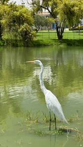 bonnie_moon_ mis enanos 🐶🐾 max, lulu y oddi 💕 Billede 3