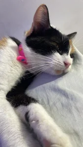 Muscle_King_Cum My Cats Pic 3