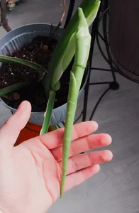 Zdjęcia RocKStone_ my green babies:  2