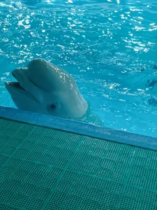 かわいかったの de anchan69  Imagens