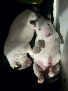 Isabella_Liz_ Public Bilde 2