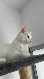 sofi_elfqueen My kitties 😻😻😻😻 รูป  2