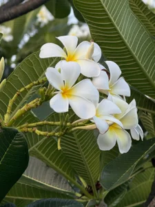 SoftLuna Nature and more! - {count, plural, one {תמונה אחת} two {שתי תמונות} many {# תמונות} other {# תמונות}}