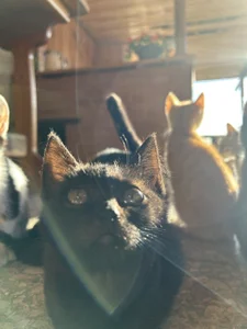 MistyBarnes cats Pic 2