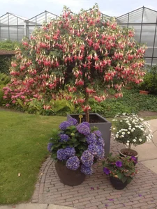 HoanamiのPublicの枚の写真