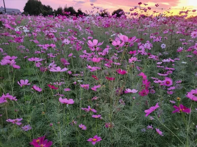 Ryo-jのコスモス🌸Flowerの 4枚の写真