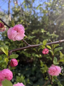 Olivia_shine vacation drop Poză 7