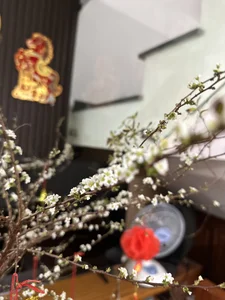 Cubuzinu Public Pic 5