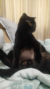 LeahBay My cats صورة واحدة|LeahBay My cats صورتان|LeahBay My cats  2 صور|LeahBay My cats  2 صورة