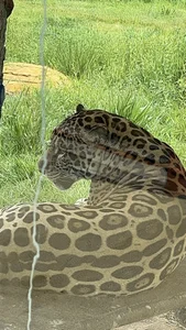 💗✨ od amber_luz_hot  9 snímek