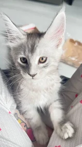 Lana__May everyone loves cats Pic