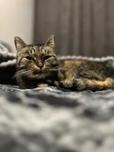 AliceLebel: Fluffy Neighbors ( 6 фото)