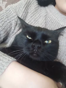 GumusGuray ❤️ my cat ❤️ Pic 5