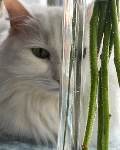 ameli_moon 🤗🫦💕😱😜🙌🌸🫶 사진 3