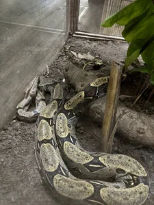 Amazon, COL 🇨🇴 od Wkatte  4 snímek