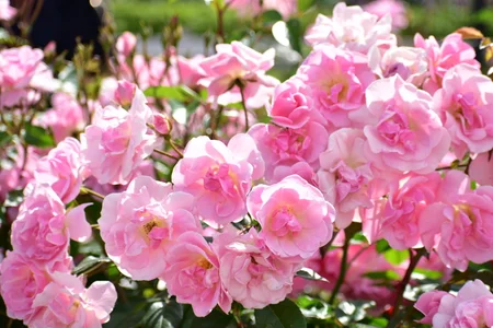 -Kasumi- Public Pic 4