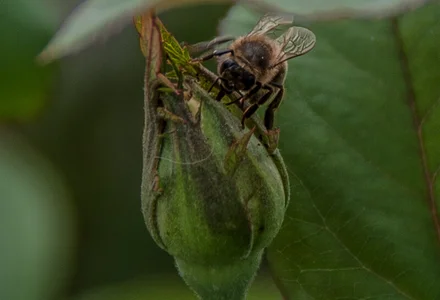 hadeszeuss2 insectos - insects รูป  9